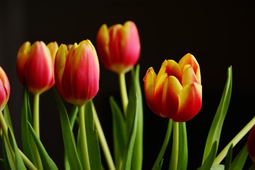 Odżywki do ciętych kwiatów - sekret długowieczności twoich bukietów