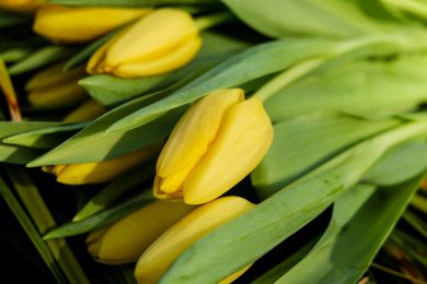 Sekret długowieczności bukietów - odżywka do ciętych kwiatów